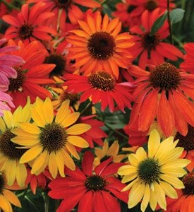 Cheyenne Spirit coneflower