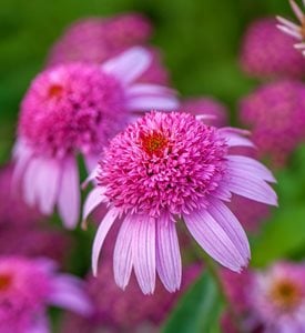 ‘Razzmatazz’ - Photo by: Rob Cardillo.