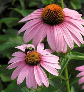 Magnus purple coneflower