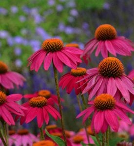 PowWow Wildberry purple coneflower