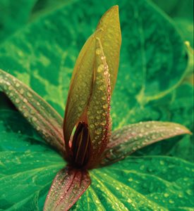 TRILLIUM CUNEATUM - Photo by: J. Paul Moore.
