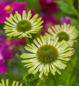 ‘Green Jewel’ - Photo by: Rob Cardillo.
