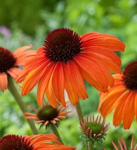 ‘Tangerine Dream’ - Photo by: GWI/Floramedia.
