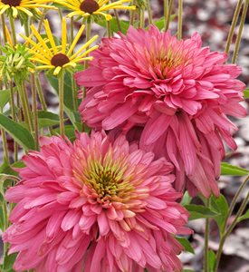 ‘Pink Poodle’ - Photo courtesy: Terra Nova Nurseries, Inc.