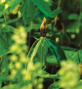 TRILLIUM LANCIFOLIUM - Photo by: J. Paul Moore.