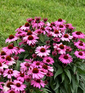 'The Fuchsia is Bright' coneflower