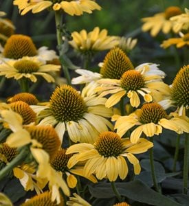 Yellow My Darling coneflower
