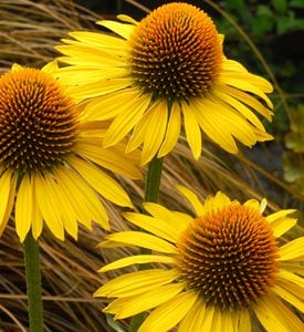 ‘Maui Sunshine’ - Photo courtesy: Terra Nova Nurseries, Inc.
