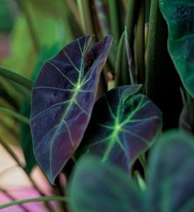Illustris elephant's ear - Photo by: Proven Winners.