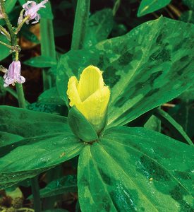 TRILLIUM DISCOLOR - Photo by: J. Paul Moore.
