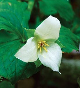 TRILLIUM FLEXIPES - Photo by: J. Paul Moore.