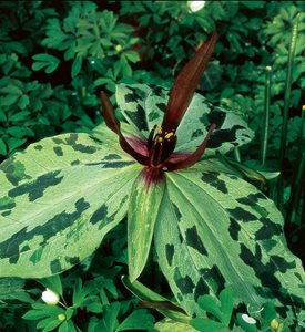 TRILLIUM LUDOVICIANUM - Photo by: J. Paul Moore.