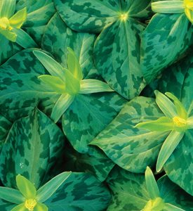 TRILLIUM LUTEUM - Photo by: J. Paul Moore.