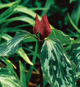 TRILLIUM RECURVATUM - Photo by: J. Paul Moore.