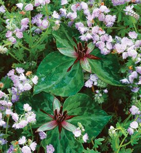 TRILLIUM STAMINEUM - Photo by: J. Paul Moore.