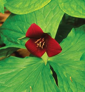 TRILLIUM SULCATUM - Photo by: J. Paul Moore.