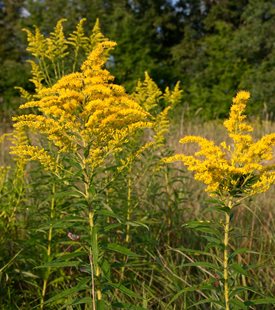 SHOWY GOLDENROD (Solidago speciosa)