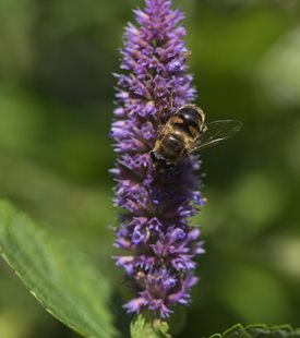 ANISE HYSSOP (Agastache foeniculum)