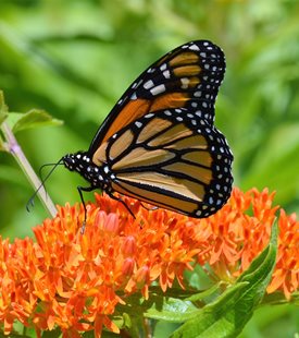 BUTTERFLY WEED (Asclepias tuberosa)