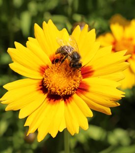 LANCELEAF COREOPSIS (Coreopsis lanceolata)