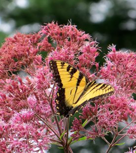 JOE-PYE WEED (Eutrochium maculatum)