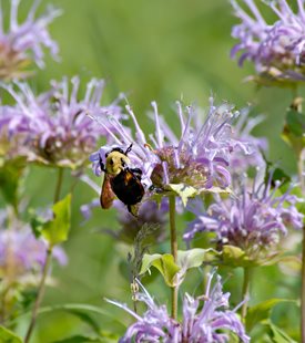 BEE BALM (Monarda fistulosa)