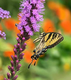 BLAZING STAR (Liatris spicata)