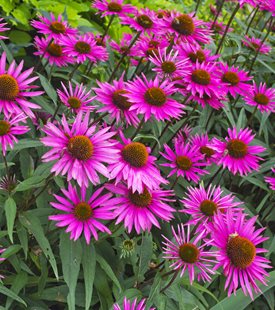 PICA BELLA CONEFLOWER (Echinacea ‘Pica bella’)