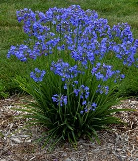 Little Galaxy agapanthus