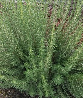 'Arp' Rosemary