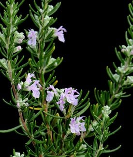 'Majorca Pink' Rosemary
