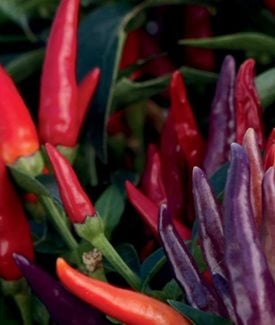 'Sangria' pepper