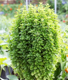 Greek Basil