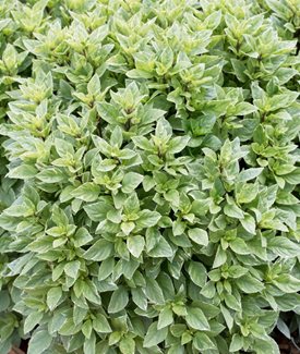 ‘Pesto Perpetuo’