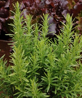 'Gold Dust' Rosemary