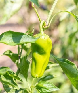 Anaheim pepper