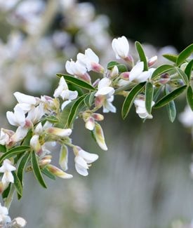 'Albus' Rosemary
