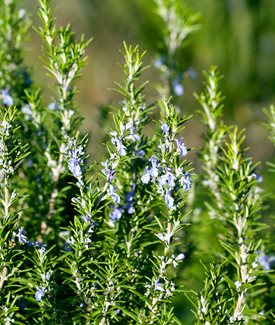 'Tuscan Blue' Rosemary
