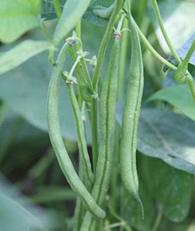 French Filet green bean