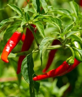 Cayenne pepper plant