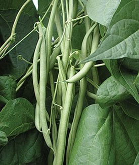 Kentucky blue green bean