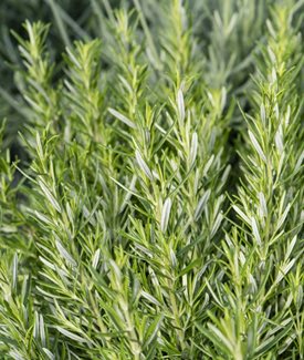 'Barbecue' Rosemary