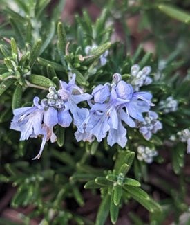 'Boule' Rosemary