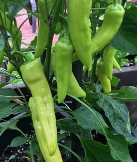 Banana pepper