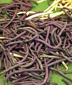 Purple Queen bean