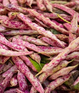 Dragon's Tongue bean