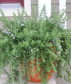 'Huntington Carpet' Rosemary