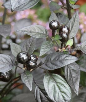 'Black Pearl' ornamental pepper