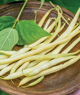 Monte Gusto wax bean
