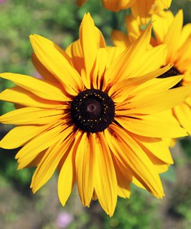 ‘Gloriosa Double Gold’ black-eyed Susan
